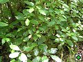 thn_NZ leden-unor 2006 153.jpg